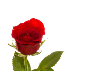 Red Roses on white background. images all taken on a white back drop/