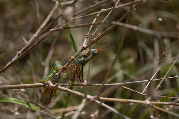 Grasshopper Couple over gray tiwgs