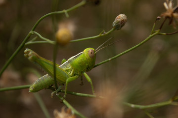 Green Grasshopper over Dandelion Twig