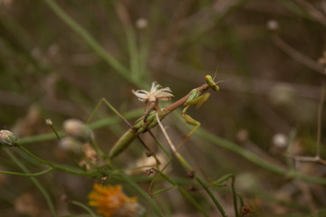 Praying Mantis and White Desert Dandelion