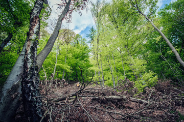 Willingen Wald im Frühling