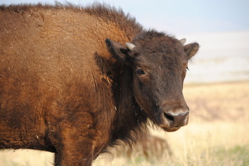 Buffalo in Field