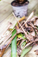 Wooden deck floor and dracena green plant pot flowerpot outside home garden backyard with vertical closeup wilted leaf cuttings trash brown