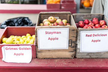 Apple orchard with many varieties sort signs in wooden boxes for picking in garden autumn fall farm countryside in Virginia with Golden Stayman and Red Delicious