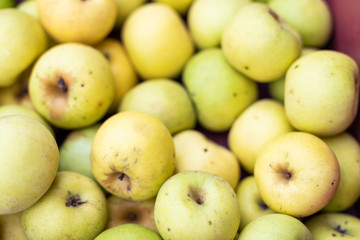 Closeup of many golden gold yellow delicious green apples in box at farmer's market shop store showing detail and texture in Virginia orchard farm