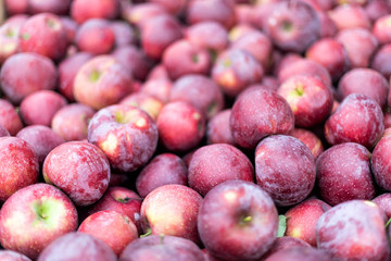 Apple Orchard farm in Virginia with red Rome variety sort for picking in garden autumn fall farm countryside and condensation on skin