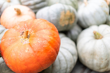 Closeup of large and small orange green gray white decorative carving pumpkin squash display by store or farm