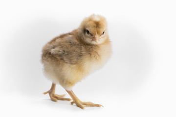 Obraz premium Little young little brown chicken Bielefelder breed isolated on a white background