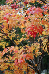高野山の紅葉