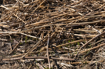 Dry reed on the shore in the spring. Gulf of Finland Baltic Sea.