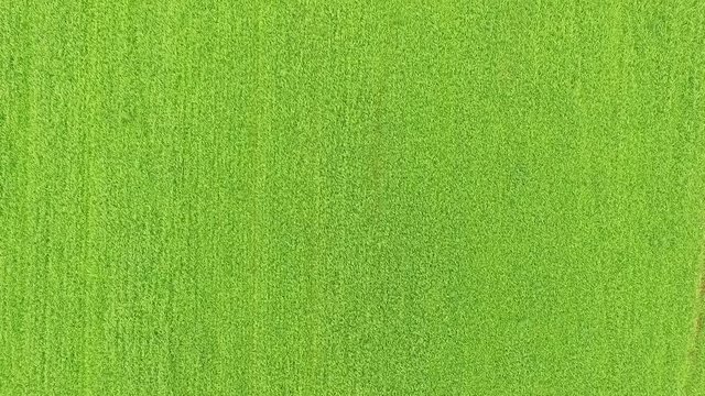 fly ofer the green spring field of  grass and three
