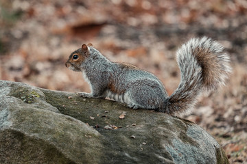 Gray squirrel sitting on a rock