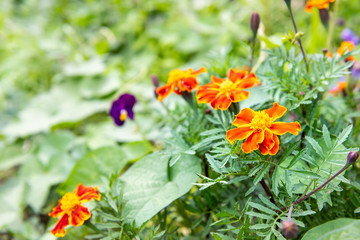 Macro closeup of orange yellow marigold flowers in garden showing detail and texture with weeds and bokeh background