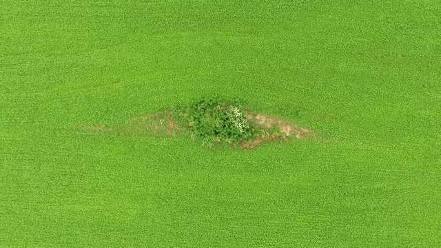 fly ofer the green spring field of  grass and three