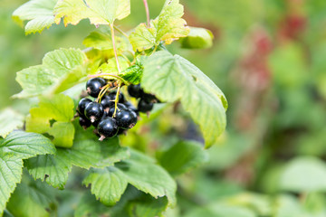 Hanging black currant large berries ripening on stem of plant bush with macro bokeh in Russia or Ukraine garden dacha farm with dark color