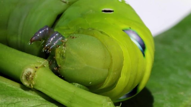 Oleander Hawk Moth Caterpillar (Daphnis nerii, Sphingidae), eat leaves of a plant.