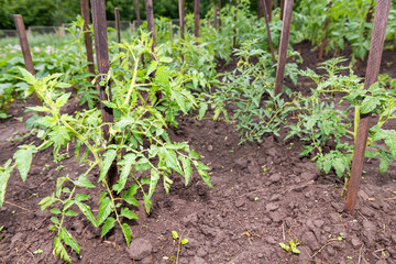 Closeup of rows of many green tomato plants hanging growing on plant vine in garden by soil, wooden stick pole