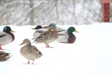 Flock of ducks in the winter