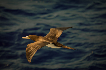 Booby in flight