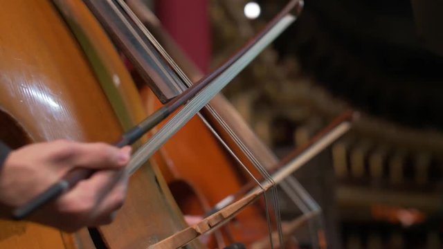 the musician plays the double bass on stage during a concert in the opera house