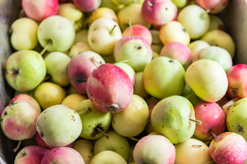 Closeup of many green yellow or pink lady apples in box or sink showing detail and texture for processing