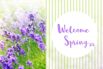 Welcome Spring. Beautiful field of purple lavender flowers in full bloom.