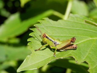 Fototapeta premium 葉の上のバッタ(高知県)