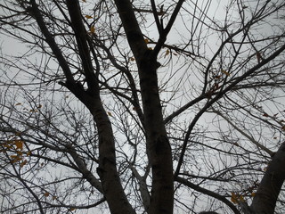 Old Tree