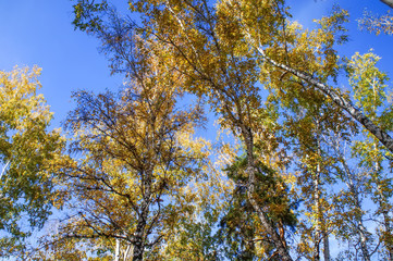 Obraz premium autumn forest on a warm day