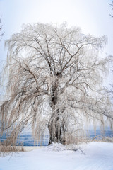 Fototapeta na wymiar frozen tree 