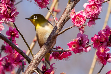 Red plum flower and Japanese White-eye, Aobanomori park in Chiba city, Chiba prefecture, Japan