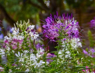  Flower  in the flower garden ASEAN Flower Festival 2018 Of Chiang Rai Province, Thailand.