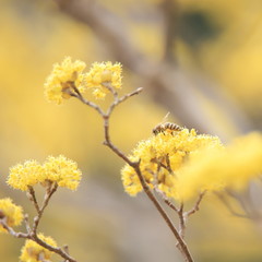 サンシュユの花　