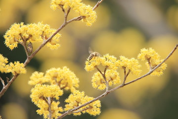 サンシュユの花