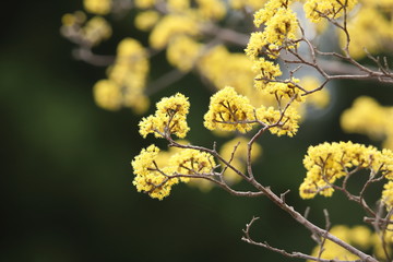 サンシュユの花