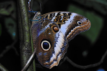 Owl butterfly