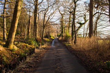Fototapeta premium Early spring Scotland's woodlands