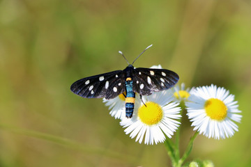 Obraz premium Butterfly on the flower