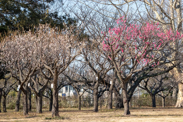 Plum garden at AobanoMori Park, Chiba prefecture, Chiba city, Japan