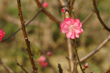 Close up of peach blossom. Spring has come
