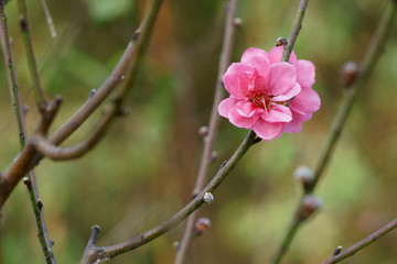 Peach blossom in spring garden