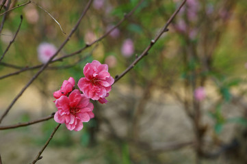 Peach blossom. Spring equinox flower