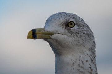 Close up head shot of a gull