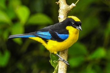 Blue-winged mountain tanager