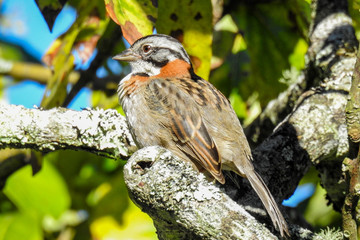 Zonotrichia capensis