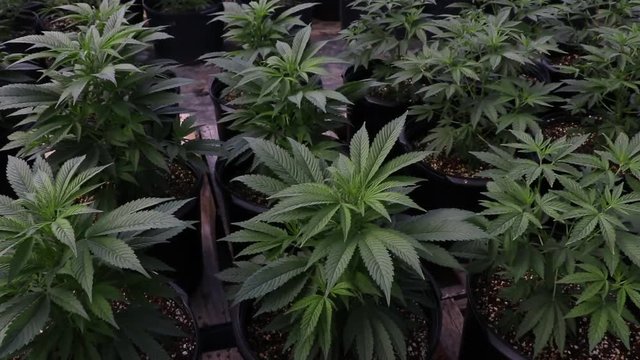 Young hemp plant zoom out. New plants in small black pots being grown in a greenhouse for year round crops. Hemp farming in the United States to produce CBD oil and other products.