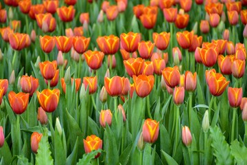 Multicolored tulips  in the flower garden ASEAN Flower Festival 2018 Of Chiang Rai Province, Thailand.