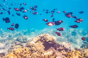 Fototapeta na wymiar Tropical fish swimming over coral reef