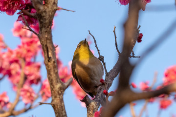 Red plum flower and Japanese White-eye, Aobanomori park in Chiba city, Chiba prefecture, Japan