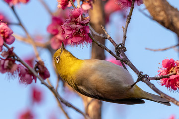 Red plum flower and Japanese White-eye, Aobanomori park in Chiba city, Chiba prefecture, Japan